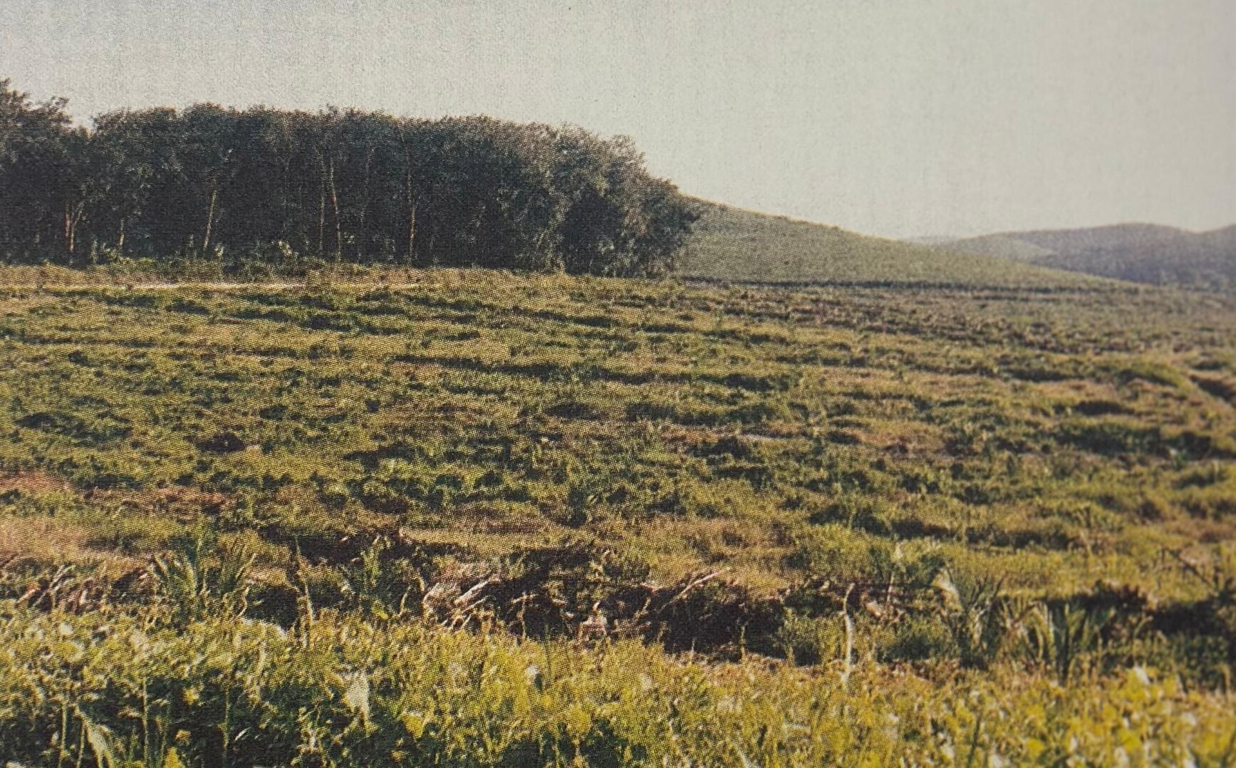 Prang Besar’s rural agricultural landscape in 1993, before Putrajaya’s development.