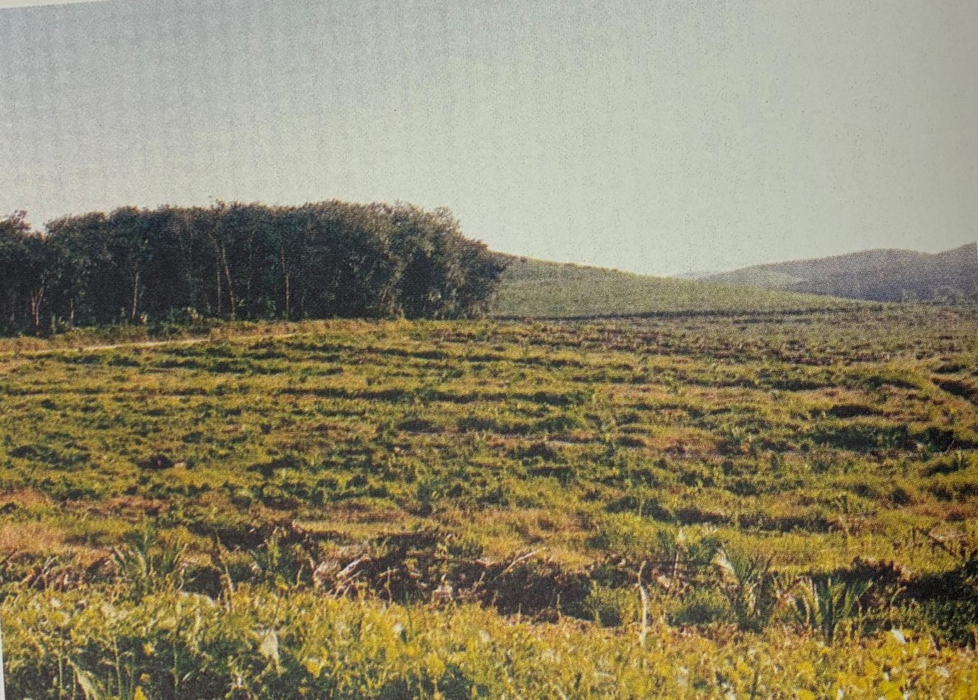 Sungai Chuau (1993)